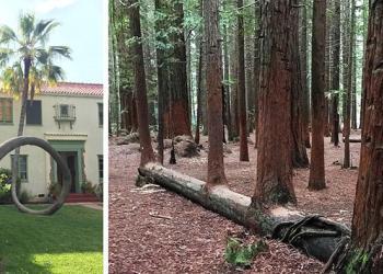 34 arbres redoutables qui refusent de mourir, peu importe la difficulté du combat