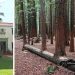 34 arbres redoutables qui refusent de mourir, peu importe la difficulté du combat
