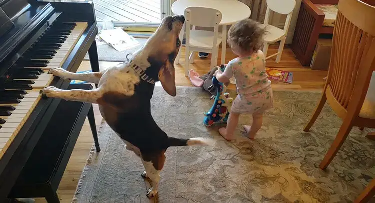 Ce Bebe Qui Danse Et Ce Chien Qui Joue Du Piano Vont Tous Nous Sauver