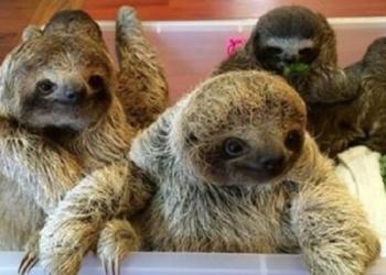 Vous n’avez pas vécu tant que vous n’avez pas entendu des bébés paresseux avoir une conversation