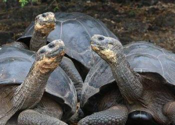 Des bébés tortues se montrent dans les îles Galápagos pour la première fois depuis 100 ans !