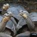Des bébés tortues se montrent dans les îles Galápagos pour la première fois depuis 100 ans !
