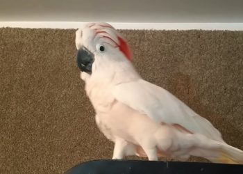 Un cacatoès en colère commence à insulter son père après qu’il lui ait demandé d’aller dans sa cage