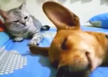 Un chien pète pendant son sommeil, mais le chat qui se repose derrière lui ne peut pas l’ignorer (vidéo)