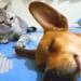 Un chien pète pendant son sommeil, mais le chat qui se repose derrière lui ne peut pas l’ignorer (vidéo)