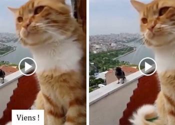 Cette vidéo d’un chat et d’un corbeau qui discutent est à mourir de rire