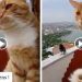 Cette vidéo d’un chat et d’un corbeau qui discutent est à mourir de rire