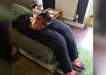 Un couple réconforte son chat super collant avec des faux « genoux ».