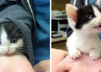 Il s’avère que les chats créent des liens avec leurs propriétaires de la même manière que les enfants créent des liens avec leurs parents