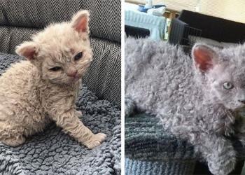 Apparemment, les « chats caniches » existent et ils sont adorables