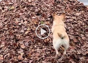 Nous interrompons ce programme pour vous offrir 3 minutes des meilleurs sauts de feuilles de Stella