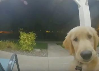 Un chiot s’échappe de chez lui, puis frappe à la porte pour rentrer à l’intérieur