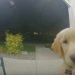 Un chiot s’échappe de chez lui, puis frappe à la porte pour rentrer à l’intérieur