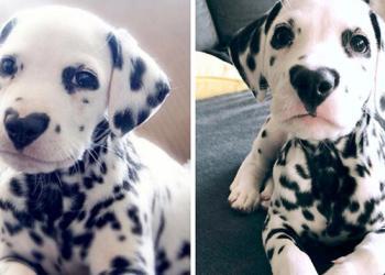 Rencontrez Wiley, le chiot dalmatien au nez en forme de cœur dont Internet est tombé amoureux