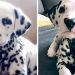 Rencontrez Wiley, le chiot dalmatien au nez en forme de cœur dont Internet est tombé amoureux