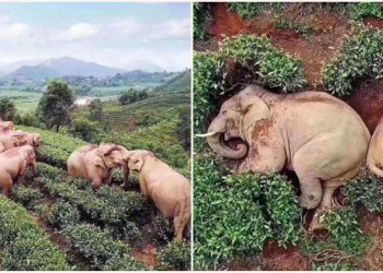 Des éléphants ont erré dans un village, se sont soûlés avec 30 kg de vin de maïs et se sont endormis dans une plantation de thé