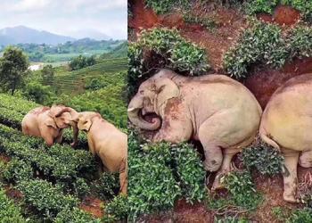 Alors que les humains sont en confinement, les éléphants volent leur vin et font la fête