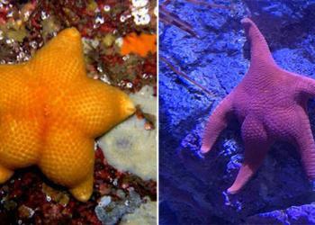 Ces photos de derrières d’étoiles de mer feront votre bonheur