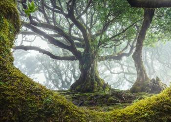 Photos enchanteresses de l’ancienne forêt de Fanal à Madère où abondent des arbres vieux de 500 ans