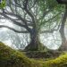 Photos enchanteresses de l’ancienne forêt de Fanal à Madère où abondent des arbres vieux de 500 ans