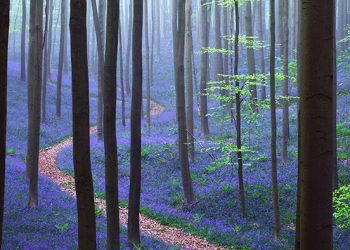 Il y a une forêt mystique en Belgique, toute recouverte de jacinthes des bois