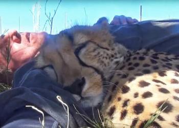 Un guépard voit un photographe qui fait la sieste sous un arbre et décide de se joindre à lui (vidéo)