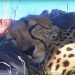Un guépard voit un photographe qui fait la sieste sous un arbre et décide de se joindre à lui (vidéo)