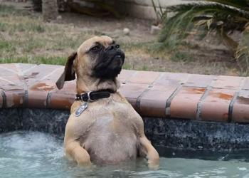 Un chien a sauté dans le jacuzzi, sa réaction a fait mourir de rire plus de 3 millions de personnes (vidéo)