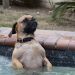 Un chien a sauté dans le jacuzzi, sa réaction a fait mourir de rire plus de 3 millions de personnes (vidéo)