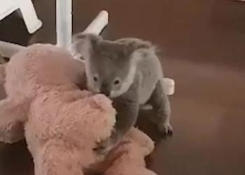 Ce bébé Koala joue avec un ourson en peluche après avoir été secouru ! (vidéo)