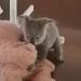 Ce bébé Koala joue avec un ourson en peluche après avoir été secouru ! (vidéo)