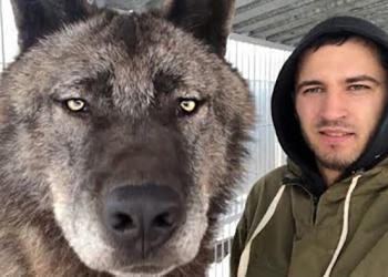 Cet homme vit avec le plus gros loup au monde ! (vidéo)