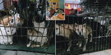 Les marchés chinois vendent toujours des chauves-souris