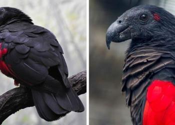 Les « perroquets Dracula » existent et sont probablement les oiseaux les plus gothiques sur Terre