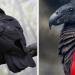 Les « perroquets Dracula » existent et sont probablement les oiseaux les plus gothiques sur Terre