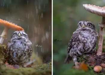 Une photographe a saisit le moment où un petit hibou se protège de la pluie sous un champignon
