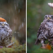 Une photographe a saisit le moment où un petit hibou se protège de la pluie sous un champignon