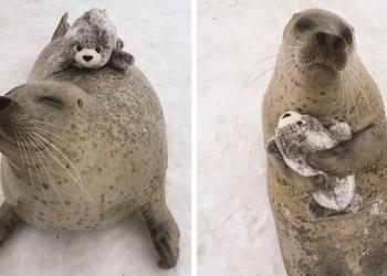 Un phoque secouru trouve une peluche à son effigie et ne peut s’empêcher de la serrer dans ses bras