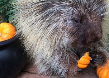 Teddy Bear, le porc-épic qui parle, bavarde en dévorant sa citrouille d’Halloween