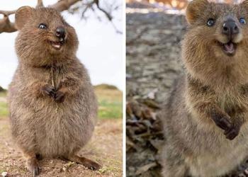Les quokkas sont « l’animal le plus heureux du monde » et nous en avons la preuve