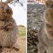 Les quokkas sont « l’animal le plus heureux du monde » et nous en avons la preuve