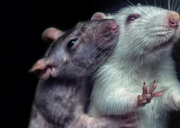 Les rats évitent les actes qui blessent les autres, même si cela leur aurait fait gagner une friandise