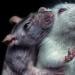 Les rats évitent les actes qui blessent les autres, même si cela leur aurait fait gagner une friandise