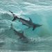 Photo incroyable de deux requins dans une vague prise par un photographe australien