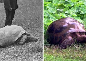 Voici Jonathan, la tortue de 187 ans photographiée en 1886 et aujourd’hui