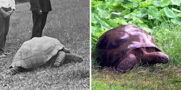 Voici Jonathan, la tortue de 193 ans photographiée en 1886 et aujourd’hui