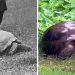 Voici Jonathan, la tortue de 187 ans photographiée en 1886 et aujourd’hui
