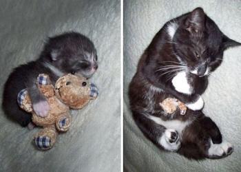 22 photos avant-après d’animaux domestiques grandissant avec leurs jouets préférés