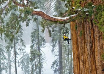 Personne n’avait encore réussi à capturer en une seule image cet arbre vieux de 3200 ans – jusqu’à présent