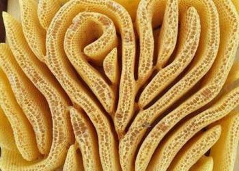 L’œuvre d’art des abeilles peut être absolument stupéfiante